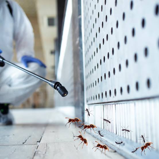Ant control service