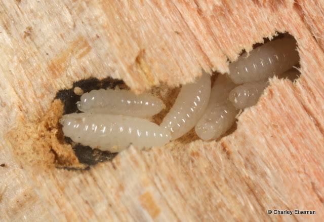 Wood Borer Control